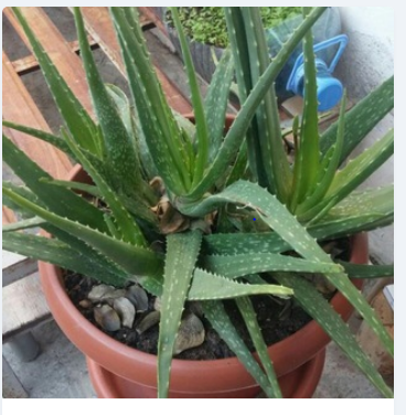 Aloe Vera 