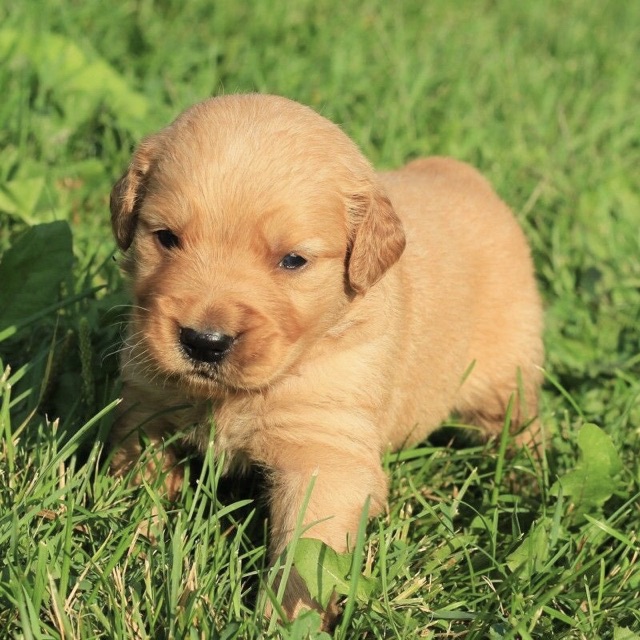 İstanbul Yavru Köpek ücretsiz Sahiplendirme Platformu