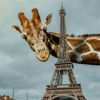 İşte öyle Bir şey