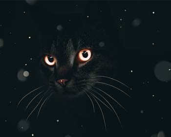 Hayvanlar Alemi - Telegram Grupları